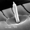 夜蛾科三种重要农业害虫口器感器的超微结构