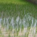 黑龙江省农村金融支持水稻种植业发展的调研报告
