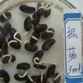 核桃叶水提取物对黑大豆种子萌发的化感作用研究