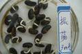 核桃叶水提取物对黑大豆种子萌发的化感作用研究