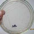 耐热、耐酸碱纤维素酶产生菌的筛选与分离