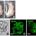 大鼠穹窿海马伞切割对海马伞内神经干细胞再生的影响