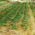 野生中草药三叶青的人工种植与综合开发项目