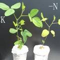 缺素培养对大豆营养生长、养分含量和根系形态指标的影响