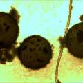 滨海混凝土微胶囊缓蚀剂的制备和性能研究