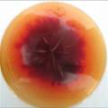 红曲菌菌株的筛选及其色素提取的研究