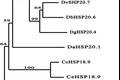 葱蝇HSP23基因的克隆及在滞育时期
