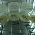 浙贝母生物碱合成与环境微生物的相关性研究