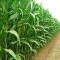 水氮耦合对玉米根系生长及水氮利用效率的影响