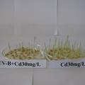 UV-B辐射增加与Cd2+胁迫对冬小麦种子萌发与幼苗生长的影响