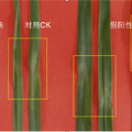 转抗菌蛋白基因LTP小麦的筛选与检测