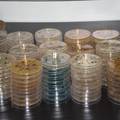 宁夏大蓟提取物不同极性部位对四种格兰阳性菌的体外抑菌活性研究